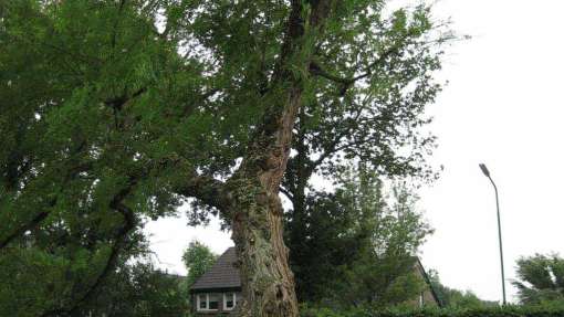 Bomen rooien Sluiskil